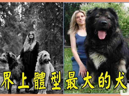 直擊地球上世界上體型最大的犬類，主人在它們面前真的只有被遛的份呀！