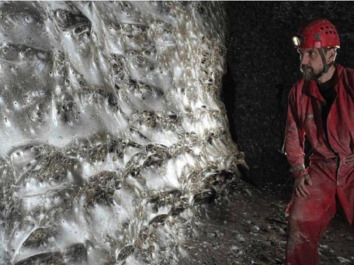 驚世奇觀！全球最大面積「蜘蛛網牆」曝光　11萬隻共同編織「以牠為食」