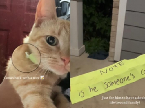 橘貓天天往外跑 女項圈紙條發現「被劈腿真相」：外面有別的家庭