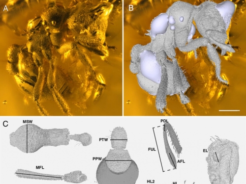 新發現琥珀化石揭示「泥土蟻」演化祕辛