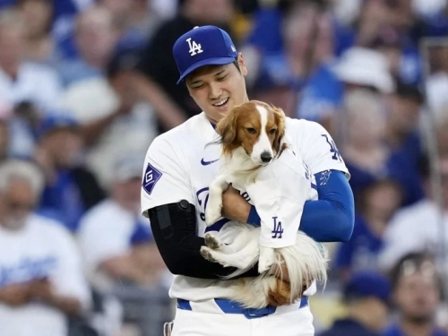 MLB》要當爸爸緊張又期待 大谷翔平想找Decoy顧孩子