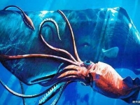 海底十大神秘生物：巨型鱿魚和東太平洋黑幽靈鲨