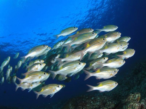 海中超噁寄生蟲！入侵魚舌「定居」