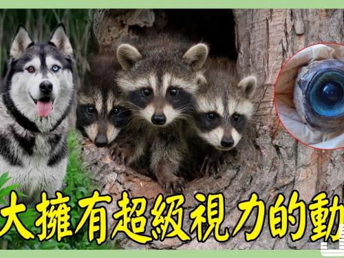 直擊10大擁有超級視力的動物，變色龍360度視力，山羊水平狀瞳孔