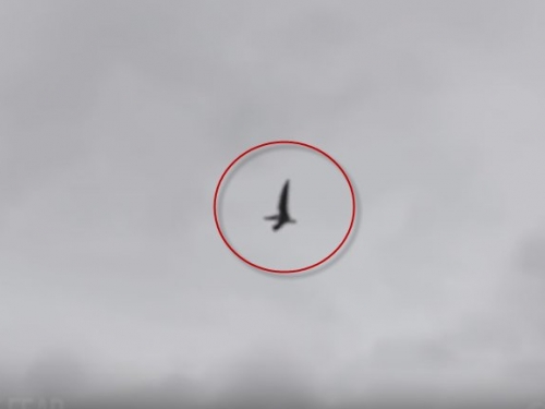 一隻鳥在天空飛翔，他開始以為沒什麼特別，可拉近鏡頭一看：這到底是什麼呀？！（視...