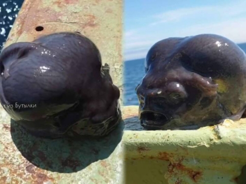 神奇！俄羅斯漁夫獲深海怪魚 圓潤身體超像「外星人大腦」