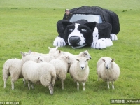 好棒棒！農夫把車子改裝成牧羊犬　羊群：看不出分別