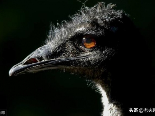 引發戰爭的動物，還打敗了人類，被稱為“活著的恐龍”