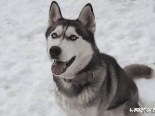 什麼狗不叫也不咬人？世界上公認三大最無攻擊性的狗狗