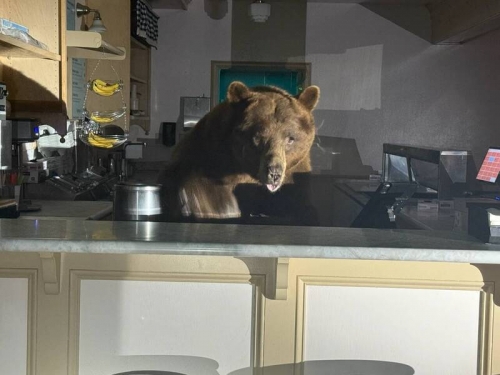 有bear來！棕熊闖冰淇淋店爽開吃被活逮 竟專挑「這味」嗑光光
