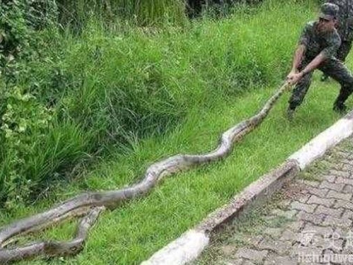 世界上最長的動物到底是什麼?