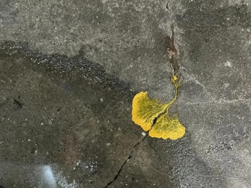 千人揭真身嗨喊超想養！地板長出絕美花瓣