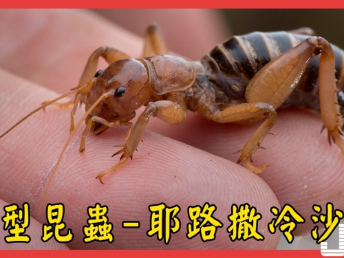 巨型昆蟲-耶路撒冷沙螽