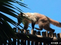 全球飯店刮起「寵物」風！你住的是長頸鹿還是金色河豚