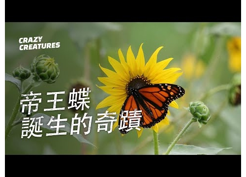 帝王蝶誕生的奇蹟 | 奇怪動物紀錄片