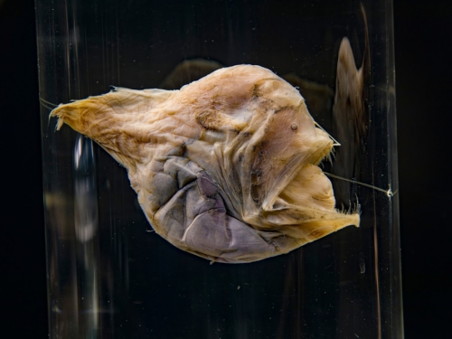 深海「黑魔鬼魚」罕見現蹤淺水區 真面目曝光