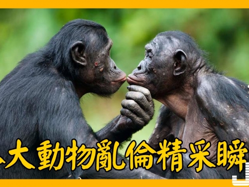 八大動物亂倫精采瞬間：獅子一年交配3000次