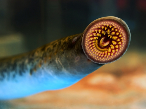 最大「吸血鬼魚」化石出土 距今1.6億年 吸盤嘴長滿尖牙