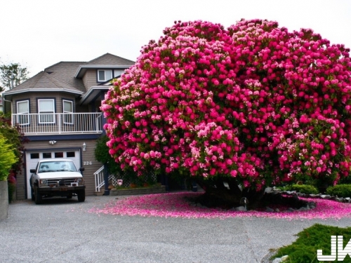 世界上最優美、最壯麗的16棵樹，超讚！