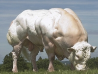 世界上最強壯的牛..你可能早就吃過牠