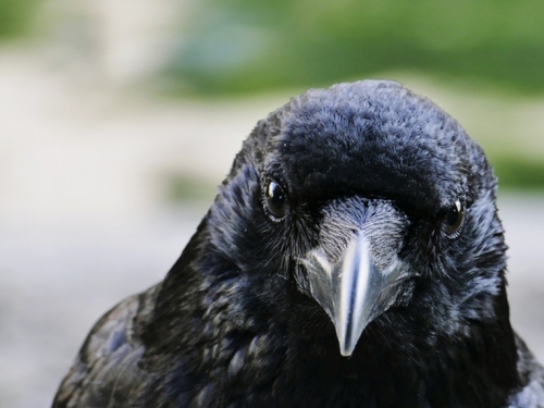 地球的另一種智慧生物？科學家發現烏鴉有意識，不愧是最聰明鳥類