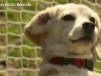 一分鐘撲14個球 日本獵兔犬打破吉尼斯世界紀錄