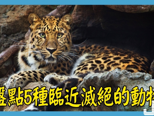 盤點5種臨近滅絕的動物，第3種曾被當成「惡魔」