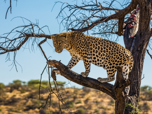 野豹隔空跳樹突襲猴子 驚險獵殺片瘋傳