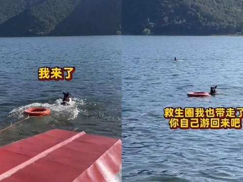 不跟你演了！水上救援遇「熟識警 員」 警 犬秒掉頭游走