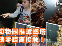 日動物園推蟑螂塔　標榜零距離接觸！