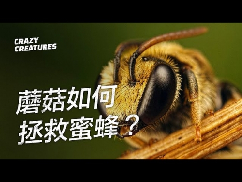蘑菇如何拯救蜜蜂？| 奇怪動物紀錄片