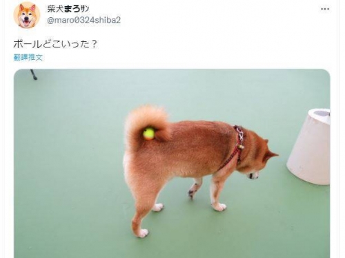 球跑去哪了？狗呆萌低頭尋找 網友一看笑翻