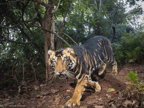 「黑老虎」全球剩不到10隻 絕美身影曝光