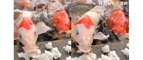 錦鯉還是鯰魚？肥嘟嘟錦鯉為搶食「爬上岸」 遊客看傻：這是要進化成兩棲類？