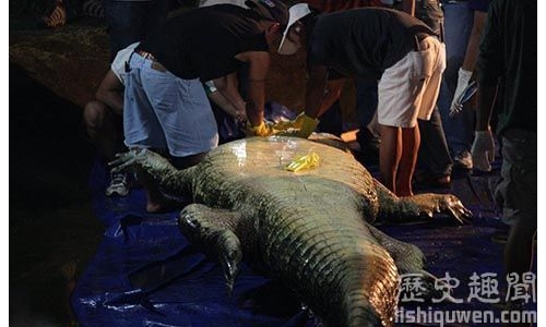 世界上體型最大的鱷魚有多長?