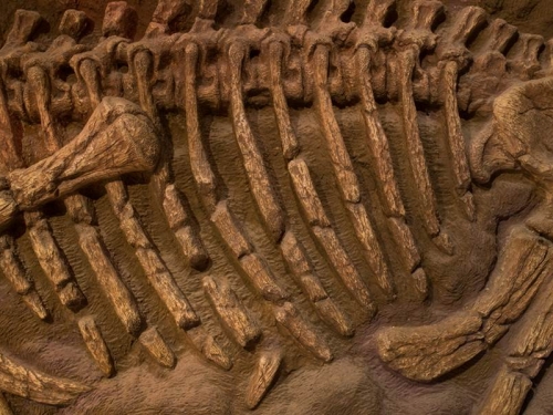 恐龍化石被誤判30年 專家驚：新品種