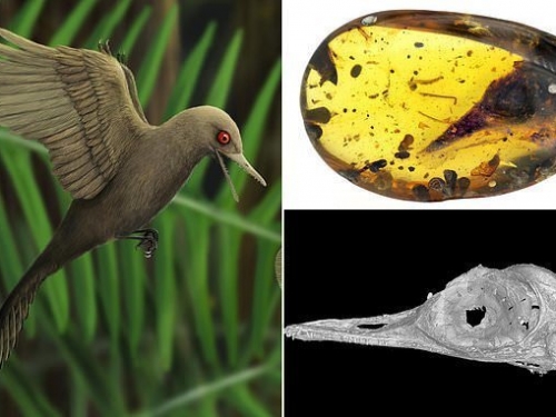 世界最小恐龍出土 體型僅蜂鳥大