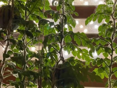 零下89.2度！科學家成功在南極種出8顆西瓜