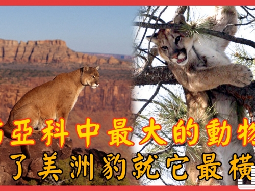 『動物世界』哈德遜美洲獅—貓亞科中最大的動物，除了美洲豹就它最橫了