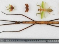 竹節蟲界的老大！　足全長62.4CM刷新世界紀錄