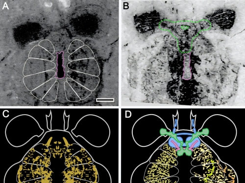 蜘蛛祖先來自海洋？寒武紀化石神經系統推翻陸地起源說