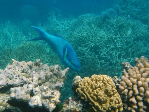 暖化海水再升溫 大堡礁白化復原受阻