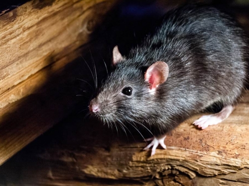 暴雨後下水道沖出「比人大巨鼠」 驚悚影片曝居民嚇傻