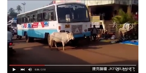 小牛被撞死 印度母牛4年來每天等肇事公車