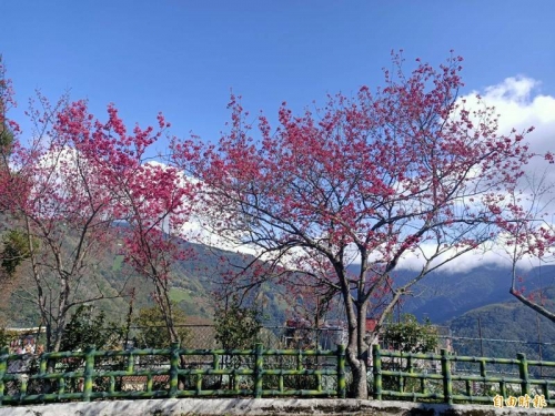 送「梅」迎「櫻」 北橫山櫻花粉嫩報到！
