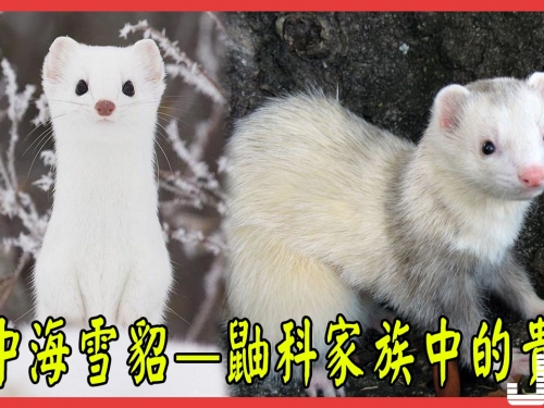 地中海雪貂——鼬科家族中的貴族，平頭哥跟它比只是屌絲