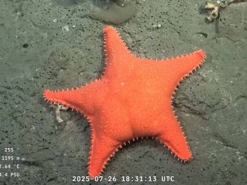 裸體翹臀「派大星」現身！ 阿根廷深海直播吸百萬網友朝聖