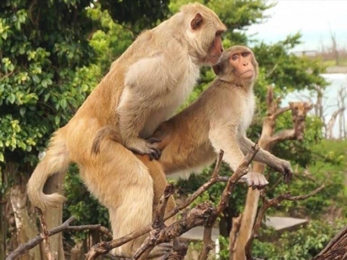 雄猴同性性行為竟比與母猴普遍 甚至有助繁衍後代