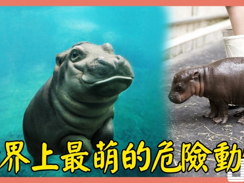 傳說中的“醜萌” 雖然吃草, 但卻是世界上最危險的動物
