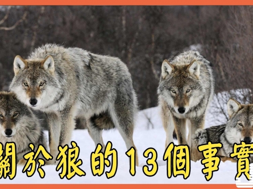 關於狼的13個事實，可能讓人汗毛都豎立起來